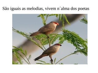 São iguais as melodias, vivem n´alma dos poetas 