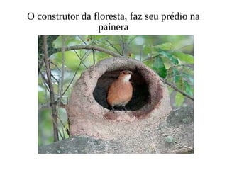 O construtor da floresta, faz seu prédio na painera 