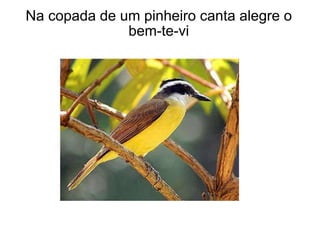 Na copada de um pinheiro canta alegre o bem-te-vi 