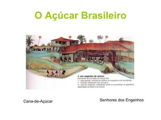 O Açúcar Brasileiro Cana-de-Açúcar Senhores dos Engenhos 