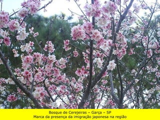 Bosque de Cerejeiras – Garça – SP Marca da presença da imigração japonesa na região 