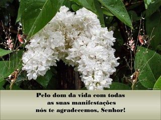Pelo dom da vida com todas
as suas manifestações
nós te agradecemos, Senhor!
 