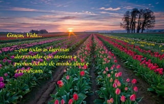 Graças, Vida...

   …por todas as lágrimas
   derramadas que atestam a
   profundidade de minha alma e
   a purificam.
 
