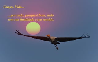 Graças, Vida...

   …por tudo, porque é bom, tudo
   tem sua finalidade e seu sentido.
 
