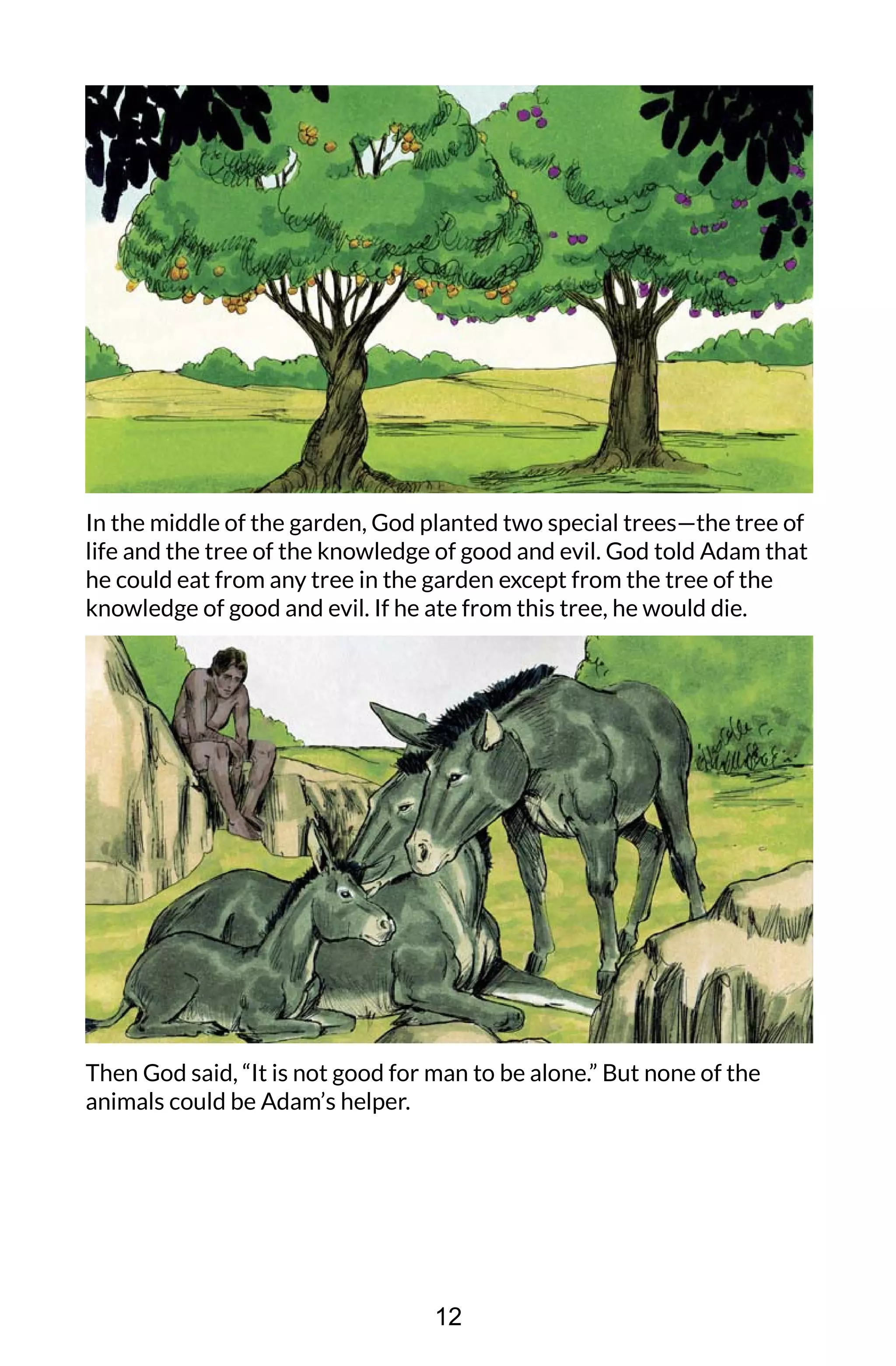 In the middle of the garden, God planted two special trees—the tree of
life and the tree of the knowledge of good and evil. God told Adam that
he could eat from any tree in the garden except from the tree of the
knowledge of good and evil. If he ate from this tree, he would die.
Then God said, “It is not good for man to be alone.” But none of the
animals could be Adam’s helper.
12
 