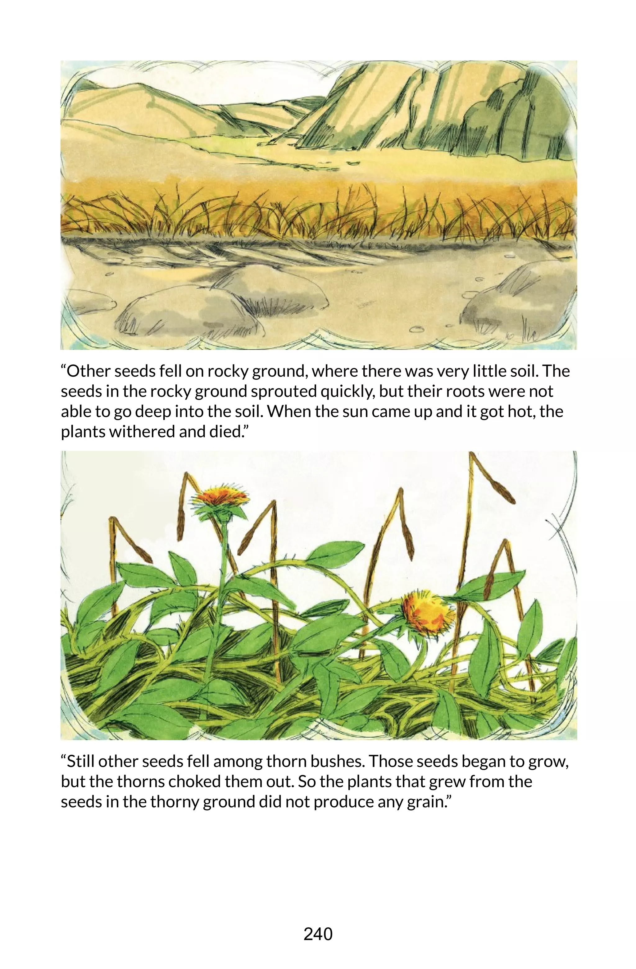 “Other seeds fell on rocky ground, where there was very little soil. The
seeds in the rocky ground sprouted quickly, but their roots were not
able to go deep into the soil. When the sun came up and it got hot, the
plants withered and died.”
“Still other seeds fell among thorn bushes. Those seeds began to grow,
but the thorns choked them out. So the plants that grew from the
seeds in the thorny ground did not produce any grain.”
240
 