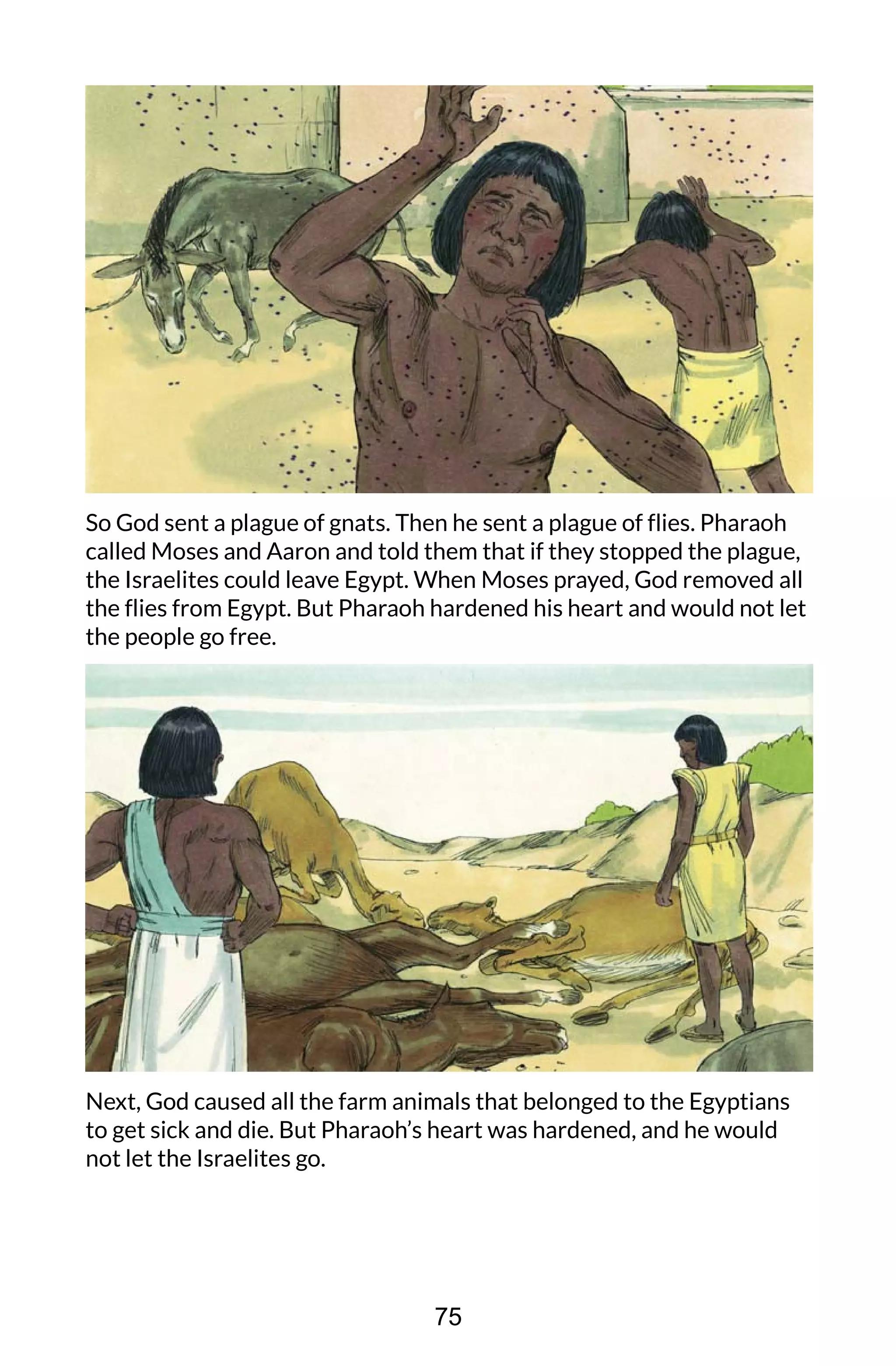So God sent a plague of gnats. Then he sent a plague of flies. Pharaoh
called Moses and Aaron and told them that if they stopped the plague,
the Israelites could leave Egypt. When Moses prayed, God removed all
the flies from Egypt. But Pharaoh hardened his heart and would not let
the people go free.
Next, God caused all the farm animals that belonged to the Egyptians
to get sick and die. But Pharaoh’s heart was hardened, and he would
not let the Israelites go.
75
 