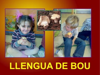 LLENGUA DE BOU
 