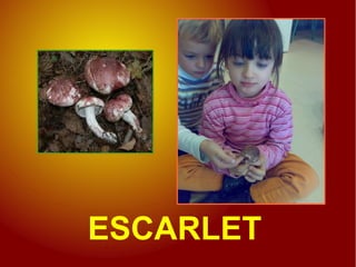 ESCARLET
 