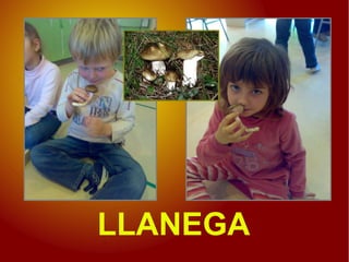LLANEGA
 