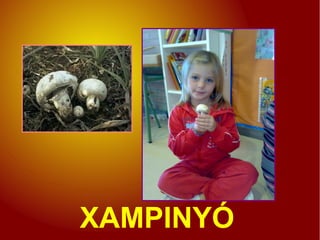 XAMPINYÓ
 