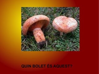 QUIN BOLET ÉS AQUEST?
 