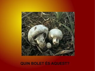 QUIN BOLET ÉS AQUEST?
 