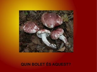 QUIN BOLET ÉS AQUEST?
 