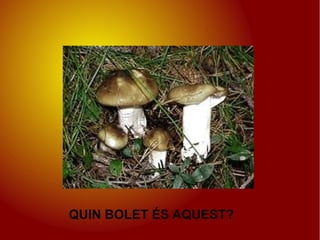 QUIN BOLET ÉS AQUEST?
 