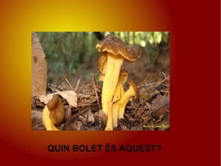 QUIN BOLET ÉS AQUEST?
 
