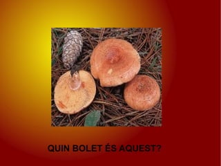 QUIN BOLET ÉS AQUEST?
 