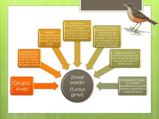 Zorzal 
pardo 
(Turdus 
grayi) 
Alimentación: 
Pequeños frutos 
de las palmas, 
insectos y alguna 
que otra vez, de 
lagartijos y arañas 
Grupo: 
Aves 
Hábitat: 
Frecuenta tanto 
las copas de los 
árboles como el 
suelo. 
Movimiento y 
comportamiento: Tiene 
un constante 
movimiento mientras se 
alimenta. Es agresivo 
hacia otros pájaros que 
invaden su territorio. 
Características: Su 
plumaje es marrón, y 
más oscuro por 
encima que por 
debajo. Tiene rayas 
en la garganta. Los 
ojos son rojos y las 
patas son rosadas. 
Reproducción: La 
hembra construye un 
nido en forma de copa 
forrado con barro y 
hierba seca. 
Adaptación: Tiene 
un cuerpo 
aerodinámico que le 
permite adaptarse a 
cualquier zona. 
 