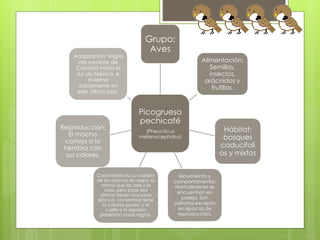 Grupo: 
Aves 
Picogrueso 
pechicafé 
(Pheucticus 
melanocephalus) 
Alimentación: 
Semillas, 
insectos, 
arácnidos y 
frutillas. 
Hábitat: 
bosques 
caducifoli 
os y mixtos 
Movimiento y 
comportamiento: 
Normalmente se 
encuentran en 
pareja. Son 
solitarios excepto 
en épocas de 
reproducción. 
Adaptación: Migra 
del suroeste de 
Canadá hasta el 
sur de México, e 
invierna 
únicamente en 
este último país. 
Reproducción: 
El macho 
corteja a la 
hembra con 
sus colores. 
Características: La cabeza 
de los machos es negra, lo 
mismo que las alas y la 
cola, pero estas dos 
últimas tienen manchas 
blancas. La hembra tiene 
la cabeza parda, y el 
cuello y la espalda 
presentan rayas negras. 
 