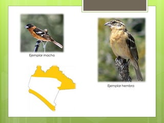 Ejemplar macho 
Ejemplar hembra 
 