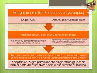 Picogordo amarillo (Pheucticus chrysopeplus) 
Grupo: Aves Alimentación:Semillas duras 
Hábitat:bosques, ecotonos y zonas montañosas 
Movimiento y comportamiento: Vuela 
rápido. Es tímido y huidiza. 
Características:El macho es amarillo dorado, con las 
alas y la cola negras. Las hembras son amarillas 
ventralmente, con las partes dorsales leonadas y 
opacas. 
Reproducción:En abril comienza la época de cría, constando la puesta 
de esta especie de unos 4 a 6 huevos y produciéndose de abril a mayo. 
Adaptación: Migra parcialmente dirigiéndose grupos de 
más al norte de estas aves hacia el sur durante el invierno. 
 
