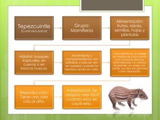 Tepezcuintle 
(Cuniculus paca) 
Grupo: 
Mamíferos 
Alimentación: 
frutos, raíces, 
semillas, hojas y 
plántulas 
Hábitat: bosques 
tropicales; en 
cuevas o en 
troncos huecos. 
Movimiento y 
comportamiento: son 
solitarios y solo se ven 
en parejas cuando la 
hembra anda en celo. 
Características: Su pelaje 
es híspido de color pardo 
con manchas blancas 
redondeadas. La cabeza 
es grande, sus orejas son 
cortas, sus ojos son grandes 
y bien separados. 
Reproducción: 
Tiene una sola 
cría al año. 
Adaptación: Se 
adapta más fácil 
cuando esta en 
cautiverio. 
 