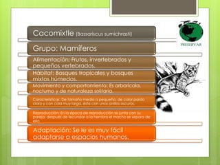 Cacomixtle (Bassariscus sumichrasti) 
Grupo: Mamíferos 
Alimentación: Frutos, invertebrados y 
pequeños vertebrados. 
Hábitat: Bosques tropicales y bosques 
mixtos húmedos. 
Movimiento y comportamiento: Es arborícola, 
nocturno y de naturaleza solitaria. 
Características: De tamaño medio a pequeño, de color pardo 
claro y con cola muy larga, ésta con unos anillos oscuros. 
Reproducción: En la época de reproducción se junta con su 
pareja; después de fecundar a la hembra el macho se separa de 
ella. 
Adaptación: Se le es muy fácil 
adaptarse a espacios humanos. 
 