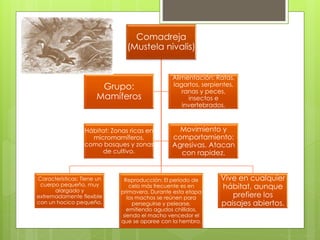 Comadreja 
(Mustela nivalis) 
Características: Tiene un 
cuerpo pequeño, muy 
alargado y 
extremadamente flexible 
con un hocico pequeño. 
Reproducción: El periodo de 
celo más frecuente es en 
primavera. Durante esta etapa 
los machos se reúnen para 
perseguirse y pelearse, 
emitiendo agudos chillidos, 
siendo el macho vencedor el 
que se aparee con la hembra. 
Vive en cualquier 
hábitat, aunque 
prefiere los 
paisajes abiertos. 
Grupo: 
Mamíferos 
Alimentación: Ratas, 
lagartos, serpientes, 
ranas y peces, 
insectos e 
invertebrados. 
Hábitat: Zonas ricas en 
micromamíferos, 
como bosques y zonas 
de cultivo. 
Movimiento y 
comportamiento: 
Agresivas. Atacan 
con rapidez. 
 