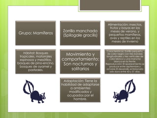 Grupo: Mamíferos 
Zorrillo manchado 
(Spilogale gracilis) 
Alimentación: insectos, 
frutos y bayas en los 
meses de verano, y 
pequeños mamíferos, 
aves y reptiles en los 
meses de invierno 
Hábitat: Bosques 
tropicales, matorrales 
espinosos y mesófilos, 
bosques de pino-encino, 
bosques de oyamel y 
pastizales. 
Movimiento y 
comportamiento: 
Son nocturnos y 
solitarios 
Características: Zorrillo pequeño, 
de color negro con tres bandas 
longitudinales y tres verticales de 
color blanco y una mancha 
blanca en la frente. 
Reproducción: El apareamiento se 
produce entre septiembre y 
octubre El desarrollo embrionario 
solo dura entre 43 y 51 días. 
Adaptación: Tiene la 
habilidad de adaptarse 
a ambientes 
modificados y 
ocupados por el 
hombre. 
 