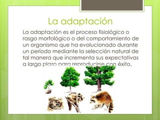 La adaptación 
La adaptación es el proceso fisiológico o 
rasgo morfológico o del comportamiento de 
un organismo que ha evolucionado durante 
un período mediante la selección natural de 
tal manera que incrementa sus expectativas 
a largo plazo para reproducirse con éxito. 
 