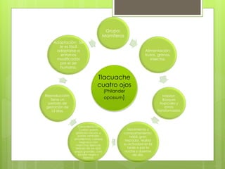 Grupo: 
Mamíferos 
Alimentación: 
frutos, granos, 
insectos. 
Hábitat: 
Bosques 
tropicales y 
zonas 
transformadas 
Movimiento y 
comportamiento: 
hábil, gran 
trepador, realiza 
su actividad en la 
tarde o por la 
noche y duerme 
de día. 
Adaptación: Se 
le es fácil 
adaptarse a 
entornos 
modificados 
por el ser 
humano. 
Características: 
Cuerpo pardo 
grisáceo oscuro, y 
partes ventrales 
amarillentas; cabeza 
negruzca con 
manchas blancas 
debajo de los ojos; 
orejas grandes, cola 
bicolor negra y 
blanca. 
Reproducción: 
Tiene un 
periodo de 
gestación de 
13 días. 
Tlacuache 
cuatro ojos 
(Philander 
opossum) 
 