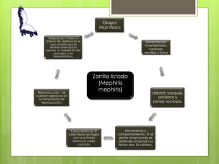 Grupo: 
Mamíferos 
Alimentación: 
invertebrados, 
roedores, 
semillas y frutos 
Hábitat: bosques, 
praderas y 
zonas rocosas. 
Movimiento y 
comportamiento: Si se 
siente amenazado se 
defiende arrojando su 
fétido olor. Es solitario. 
Adaptación: Posee un 
sistema de defensa en el 
que consiste que al 
sentirse amenazado 
expulsa un maloliente olor 
que aleja a los 
depredadores. 
Características: El 
color típico es negro 
con una franja 
blanca a cada 
costado. 
Reproducción: Se 
vuelven agresivos en 
la temporada de 
reproducción. 
Zorrillo listado 
(Mephitis 
mephitis) 
 