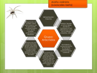 Alimentación: 
Insectos 
Grupo: 
Arácnidos 
Hábitat: Tienden 
a vivir en áreas 
donde los 
humanos no han 
alterado las cosas 
por un tiempo 
(cobertizo, ático) 
Movimiento y 
comportamiento: 
Es nocturna, 
asustadiza y 
bastante rápida 
Características: es corriendo. 
marrón y tiene 
marcas en el lado 
dorsal del tórax con 
una línea negra que 
parte de ahí con 
forma de violín cuyo 
cuello apunta a la 
parte posterior de la 
araña. 
Adaptación: Se 
pueden volver 
poco a poco, por 
lo que puede 
mantener buena 
visión de las 
posibles 
amenazas a su 
alrededor. 
Reproducción: Esto 
sucede durante los 
períodos más cálidos 
del año, puede tener 
cientos de huevos en 
una sola ocasión, 
también puede 
aparearse dos veces 
durante un lapso de 
tres meses 
Araña violinista 
(Loxosceles laeta) 
 