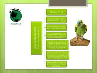 Loro nuca amarilla 
(amazona auropalliata) 
Grupo: Aves 
Alimentación: Frutos, 
semillas, nueces y bayas. 
Hábitat: bosques secos 
deciduos y semideciduos 
Movimiento y 
comportamiento: Se puede 
formar parvadas pequeñas en 
sitios de alimentación. 
Características: Es un loro de tamaño 
grande, sus alas son de forma 
redonda, y la cola es corta y 
cuadrado. Su plumaje es de color 
verde brillante, y se caracteriza por 
una banda de color amarilla 
brillante en la nuca. 
Reproducción: reportes indican que la 
época reproductiva ocurre en la época 
seca, encontrando en Oaxaca un nido 
con 2 huevos en el mes de febrero. Anida 
en cavidades naturales en los árboles, 
tales como huecos en troncos viejos o 
muertos. 
Adaptación: Vuela en 
grupos para conseguir 
alimento. 
 