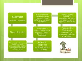 Caimán 
(Caiman crocodilus) 
Grupo: Reptiles 
Alimentación: Caracoles, 
peces, moluscos, 
crustáceos, otros reptiles 
y mamíferos pequeños, 
anfibios y aves. 
Características: 
Tienen el cráneo 
pequeño, ojos 
saltones y crestas en 
el parpado. 
Movimiento y 
comportamiento: Se 
arrastran y nadan. 
Son tímidos y 
miedosos. 
Hábitat: 
Regiones 
subtropicales y 
tropicales 
Reproducción: 
Durante la 
temporada de lluvia, 
se aparean en el 
agua (15-40 huevos) 
Adaptación: 
Regulan su 
temperatura y 
rango de dolor es 
muy fuerte. 
 