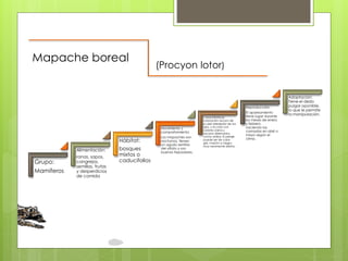 Grupo: 
Mamíferos 
Alimentación: 
ranas, sapos, 
cangrejos, 
semillas, frutas 
y desperdicios 
de comida 
Hábitat: 
bosques 
mixtos o 
caducifolios 
Movimiento y 
comportamiento: 
Los mapaches son 
nocturnos, tienen 
un agudo sentido 
del olfato y son 
buenos trepadores. 
Características: 
coloración oscura de 
su piel alrededor de los 
ojos, y la cola con 
colores claros y 
oscuros alternados 
como anillos. El pelaje 
puede ser de color 
gris, marrón o negro, 
muy raramente albino. 
Reproducción: 
El apareamiento 
tiene lugar durante 
los meses de enero 
y febrero, 
naciendo las 
camadas en abril o 
mayo según el 
clima. 
Adaptación: 
Tiene el dedo 
pulgar oponible, 
lo que le permite 
la manipulación. 
Mapache boreal 
(Procyon lotor) 
 
