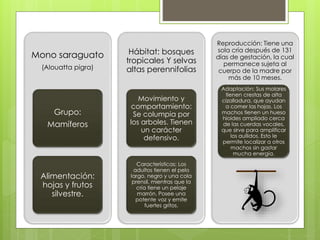 Mono saraguato 
(Alouatta pigra) 
Grupo: 
Mamíferos 
Alimentación: 
hojas y frutos 
silvestre. 
Hábitat: bosques 
tropicales Y selvas 
altas perennifolias 
Movimiento y 
comportamiento: 
Se columpia por 
los arboles. Tienen 
un carácter 
defensivo. 
Características: Los 
adultos tienen el pelo 
largo, negro y una cola 
prensil, mientras que la 
cría tiene un pelaje 
marrón. Posee una 
potente voz y emite 
fuertes gritos. 
Reproducción: Tiene una 
sola cría después de 131 
días de gestación, la cual 
permanece sujeta al 
cuerpo de la madre por 
más de 10 meses. 
Adaptación: Sus molares 
tienen crestas de alta 
cizalladura, que ayudan 
a comer las hojas. Los 
machos tienen un hueso 
hioides ampliado cerca 
de las cuerdas vocales, 
que sirve para amplificar 
los aullidos. Esto le 
permite localizar a otros 
machos sin gastar 
mucha energía. 
 