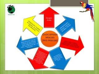 Grupo: 
Aves 
Guacamayo 
Macao 
(Ara Macao) 
 