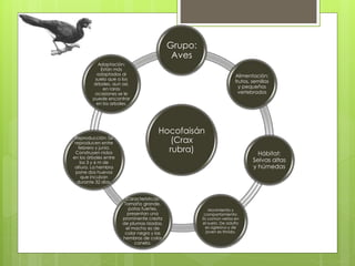 Grupo: 
Aves 
Hocofaisán 
(Crax 
rubra) 
Alimentación: 
frutos, semillas 
y pequeños 
vertebrados 
Hábitat: 
Selvas altas 
y húmedas 
Movimiento y 
comportamiento: 
Es común verlos en 
el suelo. De adulto 
es agresivo y de 
joven es tímido. 
Adaptación: 
Están más 
adaptados al 
suelo que a los 
árboles, aun así, 
ocasiones se le 
puede encontrar 
en los arboles. 
Características: 
Tamaño grande, 
patas fuertes, 
presentan una 
prominente cresta 
de plumas rizadas, 
el macho es de 
color negro y las 
hembras de color 
canela. 
en raras 
Reproducción: Se 
reproducen entre 
febrero y junio. 
Construyen nidos 
en los árboles entre 
los 3 y 6 m de 
altura. La hembra 
pone dos huevos 
que incuban 
durante 32 días. 
 