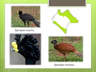 Ejemplar hembra 
Ejemplar macho 
 