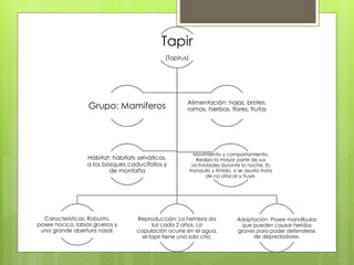 Tapir 
(Tapirus) 
Grupo: Mamíferos Alimentación: hojas, brotes, 
Características: Robusto, 
posee hocico, labios gruesos y 
una grande abertura nasal. 
ramas, hierbas, flores, frutas 
Reproducción: La hembra da 
luz cada 2 años. La 
copulación ocurre en el agua, 
el tapir tiene una sola cría. 
Adaptación: Posee mandíbulas 
que pueden causar heridas 
graves para poder defenderse 
de depredadores. 
Hábitat: hábitats selváticos, 
a los bosques caducifolios y 
de montaña 
Movimiento y comportamiento: 
Realiza la mayor parte de sus 
actividades durante la noche. Es 
tranquilo y tímido, si se asusta trata 
de no atacar y huye. 
 