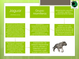 Jaguar 
(Panthera onca) 
Grupo: 
Mamíferos 
Alimentación: pecaríes, 
venados, agutíes y 
ocasionalmente tapires 
Hábitat: Vive casi 
siempre en las orillas 
frondosas de los ríos y se 
detiene en los límites de 
los bosques próximos a 
lagunas y pantanos. 
Movimiento y 
comportamiento: pasa el día 
durmiendo y reposando. Su 
andar y sus movimientos 
parecen pesados y lentos, 
pero cuando es necesario se 
torna ligerísimo y 
extraordinariamente ágil; 
posee una fuerza excepcional. 
Características: robusto, su pelo es 
corto, espeso, suave y brillante. El color 
puede variar, además, el pelo 
aparece jaspeado por todo el cuerpo, 
en parte por manchas negras, 
pequeñas, redondas, alargadas e 
irregulares, y en parte por otras más 
grandes de forma anillada y que van 
del rojo amarillento al negro y en cuyo 
interior se encuentran uno o más 
puntos negros. Los jaguares negros son 
muy raros, y sobre su pelaje oscuro 
apenas se distinguen las manchas. 
Reproducción: En los meses 
de agosto y setiembre, 
durante el celo, machos y 
hembras se reúnen, si bien 
no permanecen mucho 
tiempo juntos. La hembra 
suele dar a luz dos 
pequeños, a veces tres. 
Adaptación: Se 
adapta trepándose 
por los arboles y 
además con sus 
manchas y piel 
puede camuflarse 
 