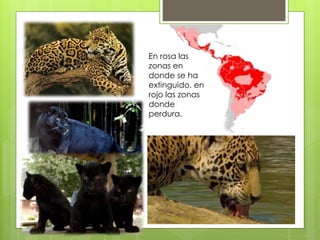 En rosa las 
zonas en 
donde se ha 
extinguido, en 
rojo las zonas 
donde 
perdura. 
 