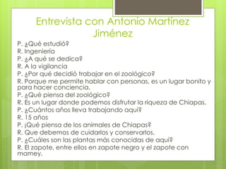 Entrevista con Antonio Martínez 
Jiménez 
P. ¿Qué estudió? 
R. Ingeniería 
P. ¿A qué se dedica? 
R. A la vigilancia 
P. ¿Por qué decidió trabajar en el zoológico? 
R. Porque me permite hablar con personas, es un lugar bonito y 
para hacer conciencia. 
P. ¿Qué piensa del zoológico? 
R. Es un lugar donde podemos disfrutar la riqueza de Chiapas. 
P. ¿Cuántos años lleva trabajando aquí? 
R. 15 años 
P. ¡Qué piensa de los animales de Chiapas? 
R. Que debemos de cuidarlos y conservarlos. 
P. ¿Cuáles son las plantas más conocidas de aquí? 
R. El zapote, entre ellos en zapote negro y el zapote con 
mamey. 
 