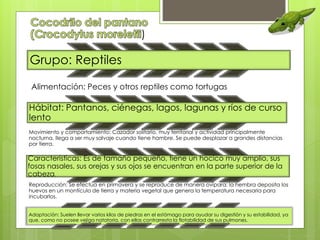 ) 
Grupo: Reptiles 
Alimentación: Peces y otros reptiles como tortugas 
Hábitat: Pantanos, ciénegas, lagos, lagunas y ríos de curso 
lento 
Movimiento y comportamiento: Cazador solitario, muy territorial y actividad principalmente 
nocturna, llega a ser muy salvaje cuando tiene hambre. Se puede desplazar a grandes distancias 
por tierra. 
Características: Es de tamaño pequeño, tiene un hocico muy amplio, sus 
fosas nasales, sus orejas y sus ojos se encuentran en la parte superior de la 
cabeza. 
Reproducción: Se efectúa en primavera y se reproduce de manera ovípara; la hembra deposita los 
huevos en un montículo de tierra y materia vegetal que genera la temperatura necesaria para 
incubarlos. 
Adaptación: Suelen llevar varios kilos de piedras en el estómago para ayudar su digestión y su estabilidad, ya 
que, como no posee vejiga natatoria, con ellas contrarresta la flotabilidad de sus pulmones. 
 