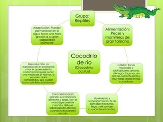 Grupo: 
Reptiles 
Alimentación: 
Peces y 
mamíferos de 
gran tamaño 
Hábitat: Zonas 
tropicales y 
subtropicales; arroyos, 
ciénagas, lagunas, en 
ríos de corriente lenta y 
muy raras veces en ríos 
caudalosos. 
Movimiento y 
comportamiento: Es de 
actividad nocturna, 
llega a ser salvaje 
cuando tiene hambre. 
Adaptación: Pueden 
permanecer en el 
agua hasta una hora 
gracias a su gran 
capacidad 
pulmonar. 
Características: Es 
grande, su cabeza es 
estrecha y larga, con el 
morro ligeramente 
curvado, del que 
sobresalen los dientes 
cuando la boca está 
cerrada. 
Reproducción: La 
reproducción es estacional 
y tras el apareamiento 
cada hembra suele poner 
una media de 39 huevos, a 
veces en nidos 
compartidos, que cuidan 
hasta que éstos eclosionan. 
Cocodrilo 
de río 
(Crocodylus 
acutus) 
 