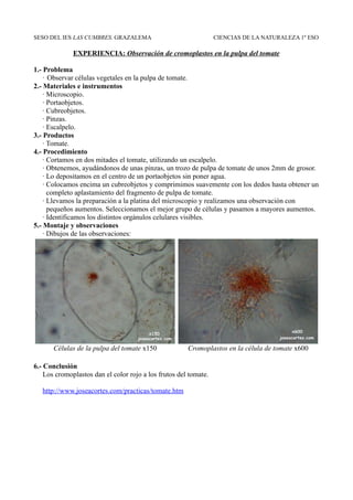 SESO DEL IES LAS CUMBRES. GRAZALEMA                               CIENCIAS DE LA NATURALEZA 1º ESO

              EXPERIENCIA: Observación de cromoplastos en la pulpa del tomate

1.- Problema
    · Observar células vegetales en la pulpa de tomate.
2.- Materiales e instrumentos
    · Microscopio.
    · Portaobjetos.
    · Cubreobjetos.
    · Pinzas.
    · Escalpelo.
3.- Productos
    · Tomate.
4.- Procedimiento
    · Cortamos en dos mitades el tomate, utilizando un escalpelo.
    · Obtenemos, ayudándonos de unas pinzas, un trozo de pulpa de tomate de unos 2mm de grosor.
    · Lo depositamos en el centro de un portaobjetos sin poner agua.
    · Colocamos encima un cubreobjetos y comprimimos suavemente con los dedos hasta obtener un
      completo aplastamiento del fragmento de pulpa de tomate.
    · Llevamos la preparación a la platina del microscopio y realizamos una observación con
      pequeños aumentos. Seleccionamos el mejor grupo de células y pasamos a mayores aumentos.
    · Identificamos los distintos orgánulos celulares visibles.
5.- Montaje y observaciones
    · Dibujos de las observaciones:




       Células de la pulpa del tomate x150             Cromoplastos en la célula de tomate x600

6.- Conclusión
    Los cromoplastos dan el color rojo a los frutos del tomate.

   http://www.joseacortes.com/practicas/tomate.htm
 