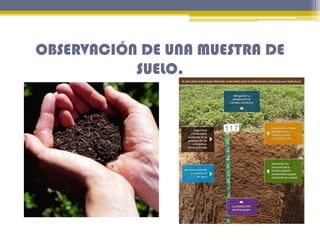OBSERVACIÓN DE UNA MUESTRA DE
SUELO.
•C

 