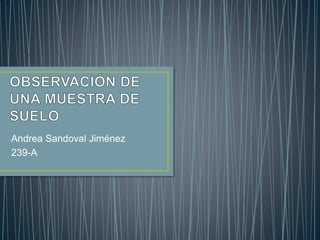 Andrea Sandoval Jiménez
239-A
 