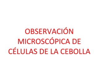 OBSERVACIÓN MICROSCÓPICA DE CÉLULAS DE LA CEBOLLA 